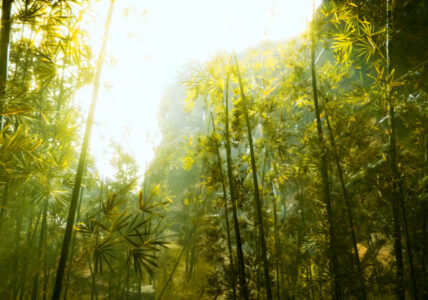 Relaxing Zen Music and Nature Sounds – Bamboo Forest Breeze