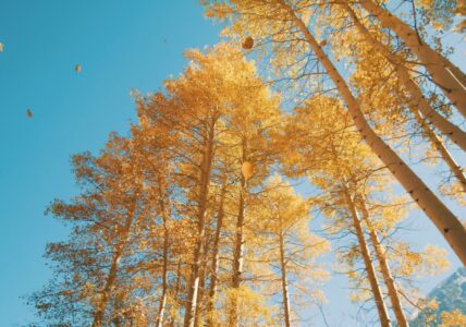Beautiful Relaxing Music – Autumn Colors