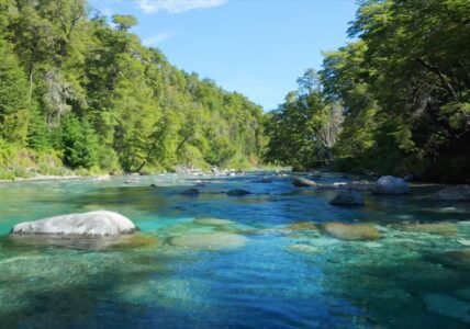 Relaxing Music with Forest Nature Sounds