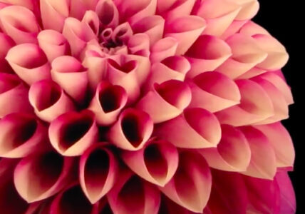 Time-Lapse: Watch Flowers Bloom Before Your Eyes