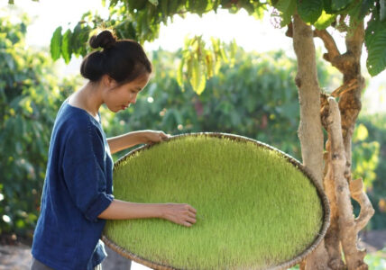 Handmade Malt Sugar — An Appetizing Snack to Enjoy