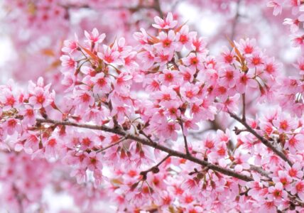 Relaxing Sleep Music with Cherry Blossom