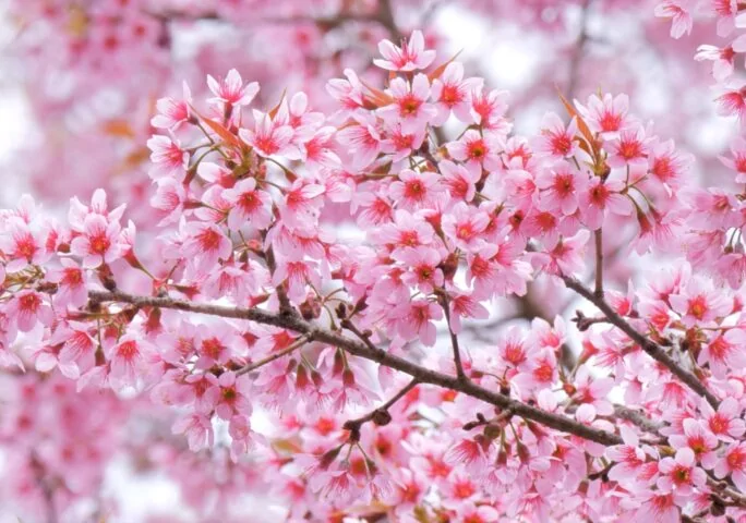 Relaxing Sleep Music with Cherry Blossom