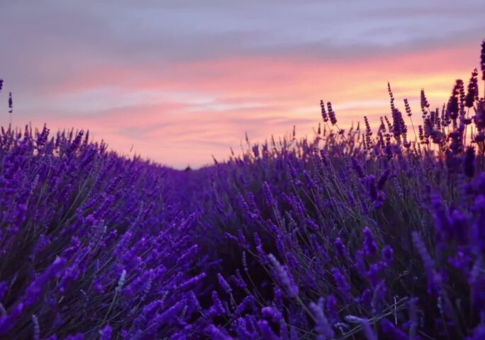 Relaxing Music and Stress Relief: Summer Lavender