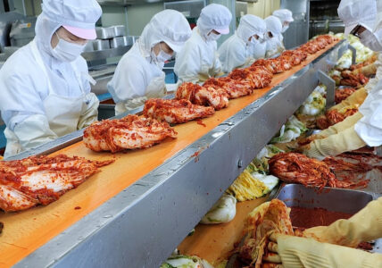 Large Amount Kimchi Making in Korean Kimchi Factory