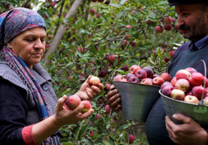 Harvesting Red Apples and Making Pavidlo for Winter Preparations