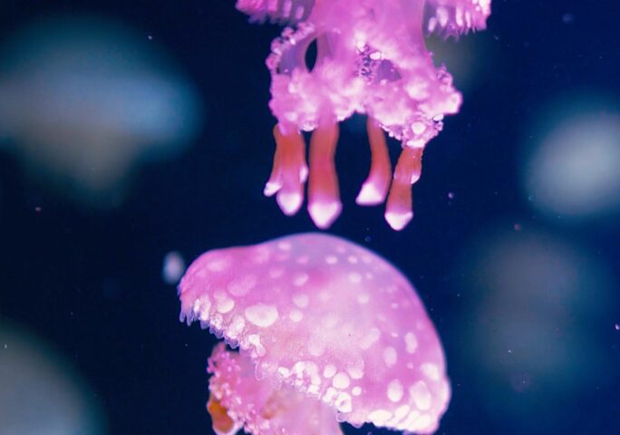 Deep Underwater Colorful Sea Life • Relaxing Sleep Music in an Underwater Paradise