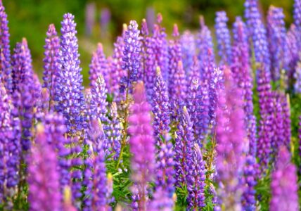 Peaceful Music – Relax in a Field of Flowers