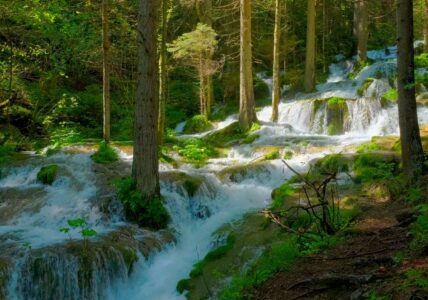 Spring Forest Sounds and Relaxing Bird Singing for Better Sleep