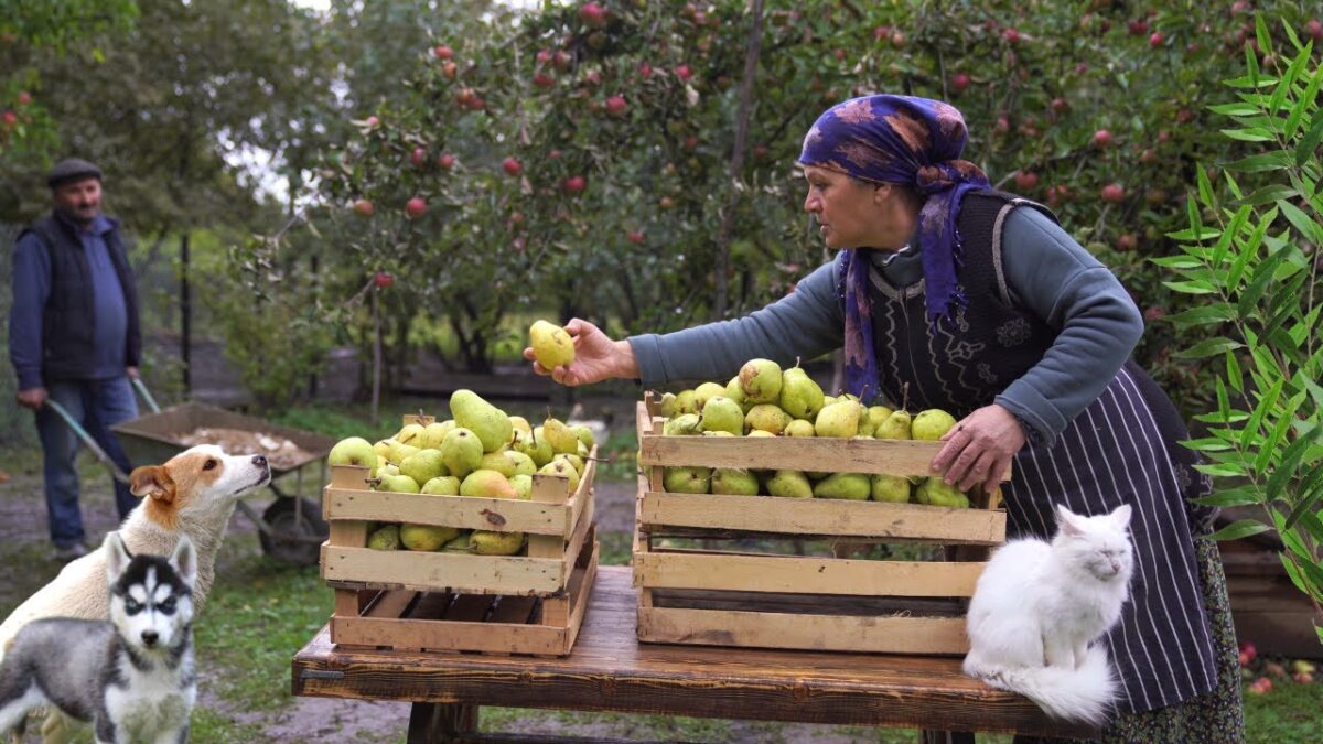 Harvesting Pears And Preserving For The Winter Pear Relax   YrnvuIxCr64hd 1200x675 