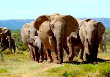 Animals of Africa – Scenic Relaxation With Calming Music
