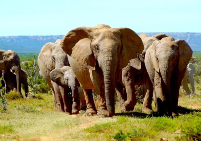 Animals of Africa – Scenic Relaxation With Calming Music