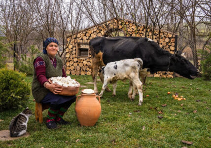 Homemade Organic Butter and Cottage Cheese from Fresh Milk