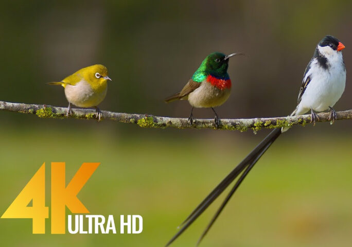 Amazing African Birds