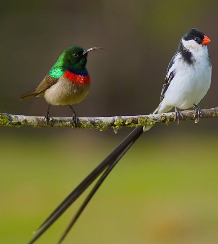 Amazing African Birds