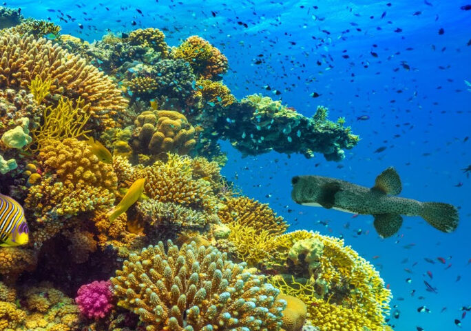 Amazing Underwater World of the Red Sea