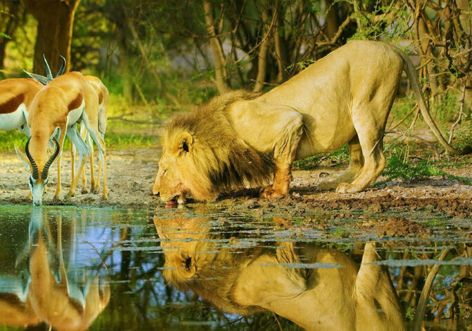 Amazing Wildlife of Botswana