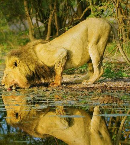 Amazing Wildlife of Botswana