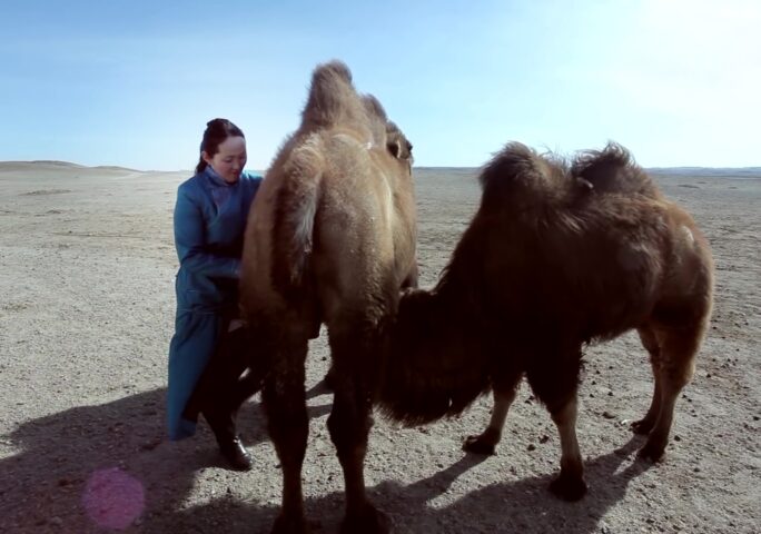 Drinking Camel’s Milk – A Way Of Life In The Gobi