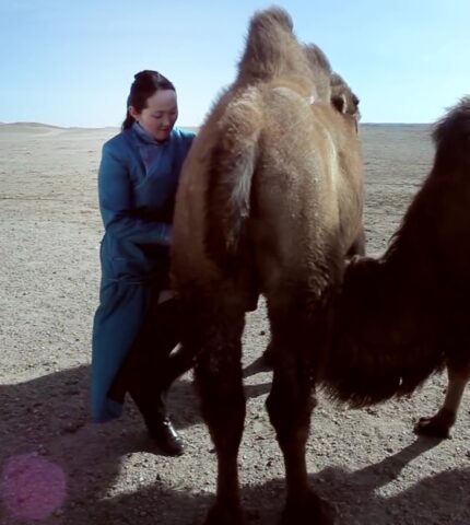 Drinking Camel's Milk - A Way Of Life In The Gobi