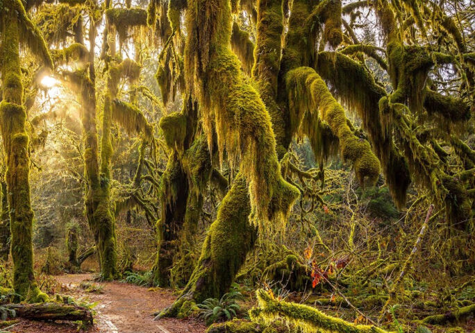 Hoh Rain Forest