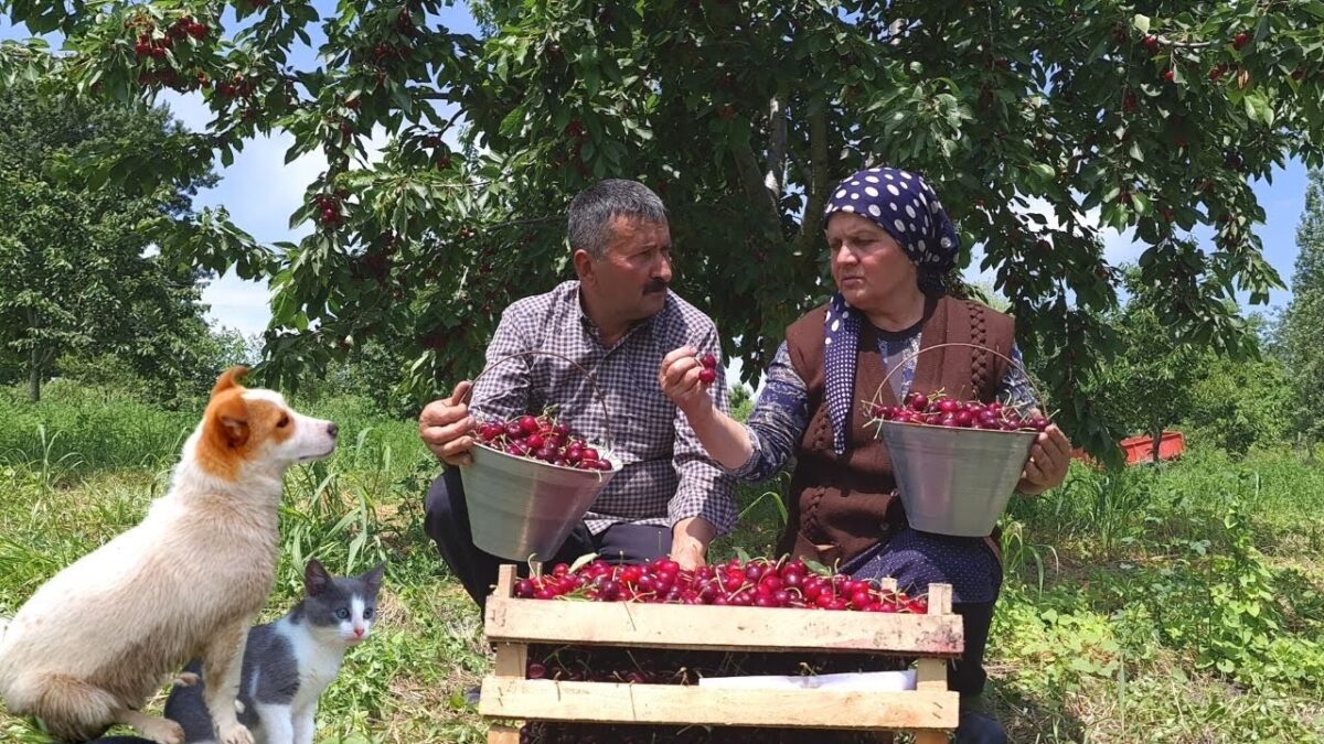 Harvesting Cherries, Preserve for Winter and baking Cherry Tart | cherry | tart | Taste Life