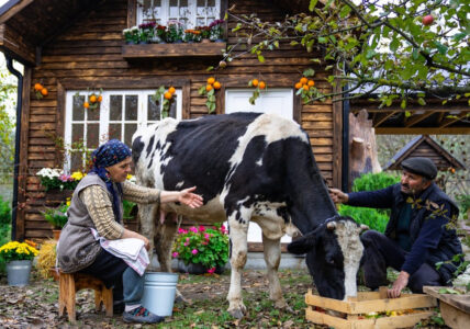 Cheesemaking – Making Cheese From Fresh Cow’s Milk